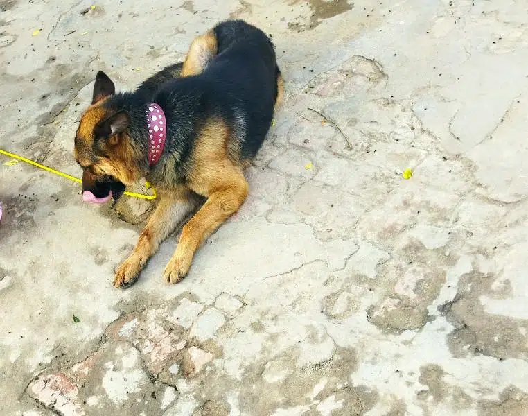 good dog German Shepherd pkr 45,000