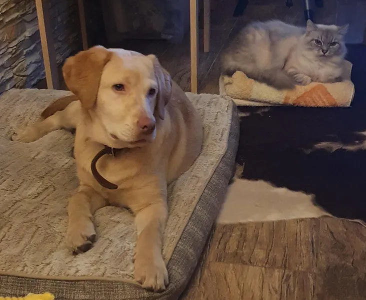 Germany Labrador Retriever “Bruno” Chip vaccination card 500€