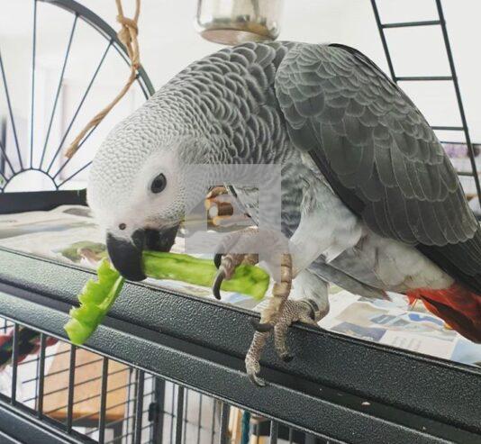 Grey parrot