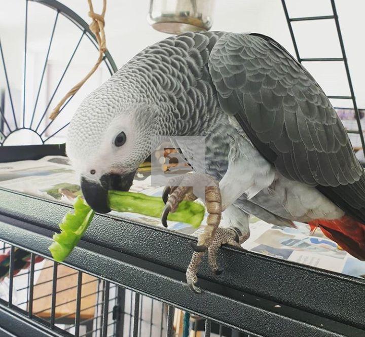 Grey parrot