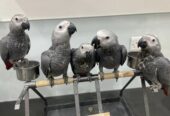 African Congo grey parrots