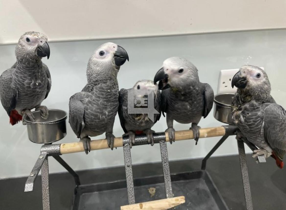 African Congo grey parrots