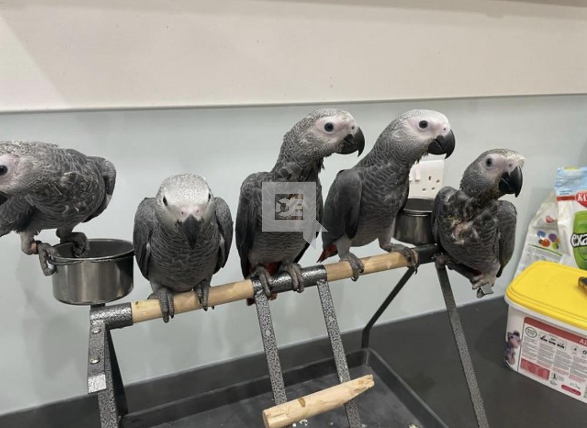 African Congo grey parrots