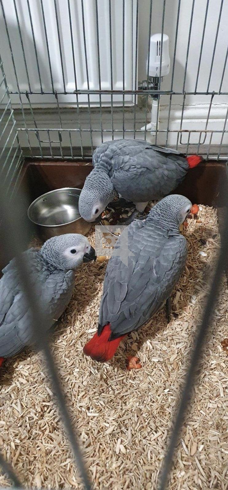 African Congo grey parrots
