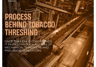 Process-Behind-Tobacco-Threshing