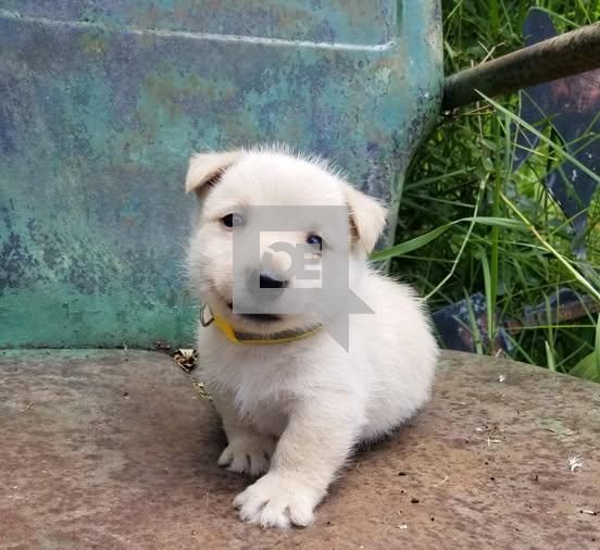 Scottish terrier puppies for sale