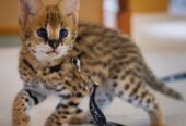 African Serval Kittens WhatsApp: +27842597191
