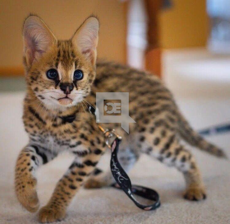 African Serval Kittens WhatsApp: +27842597191