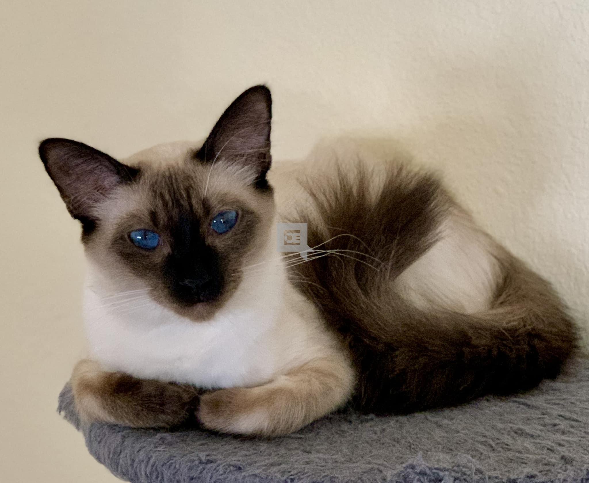 Balinese Kittens WhatsApp: +27842597191