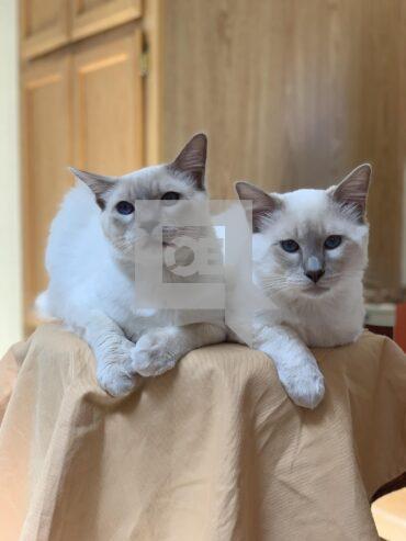 Balinese Kittens WhatsApp: +27842597191