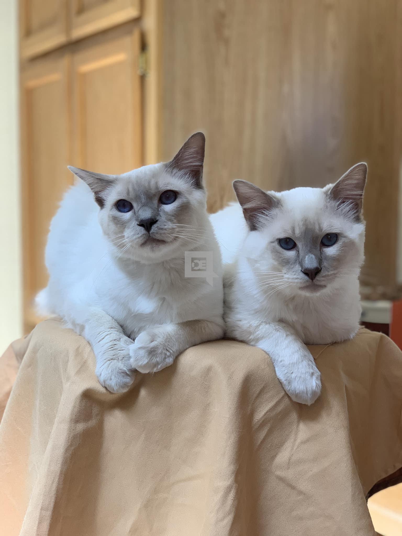 Balinese Kittens WhatsApp: +27842597191