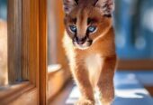 Caracal Kittens WhatsApp: +27842597191