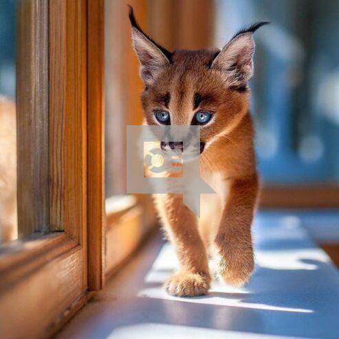 Caracal Kittens WhatsApp: +27842597191