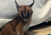 Caracal Kittens WhatsApp: +27842597191