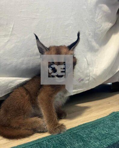 Caracal Kittens WhatsApp: +27842597191