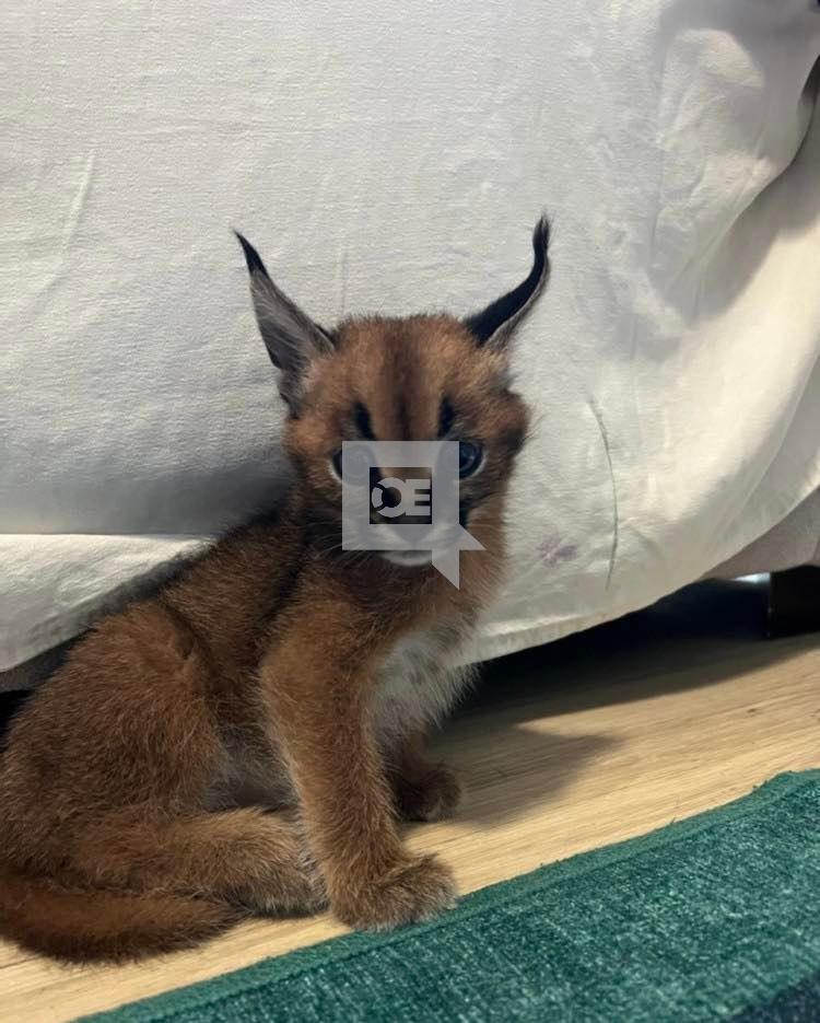 Caracal Kittens WhatsApp: +27842597191