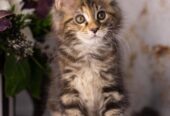 Maine Coon Kittens: WhatsApp: +27842597191