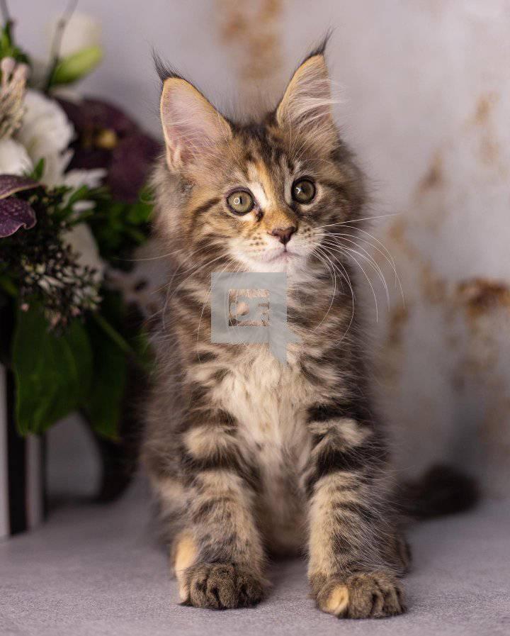 Maine Coon Kittens: WhatsApp: +27842597191