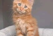 Maine Coon Kittens: WhatsApp: +27842597191