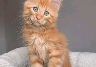maxmainecoon