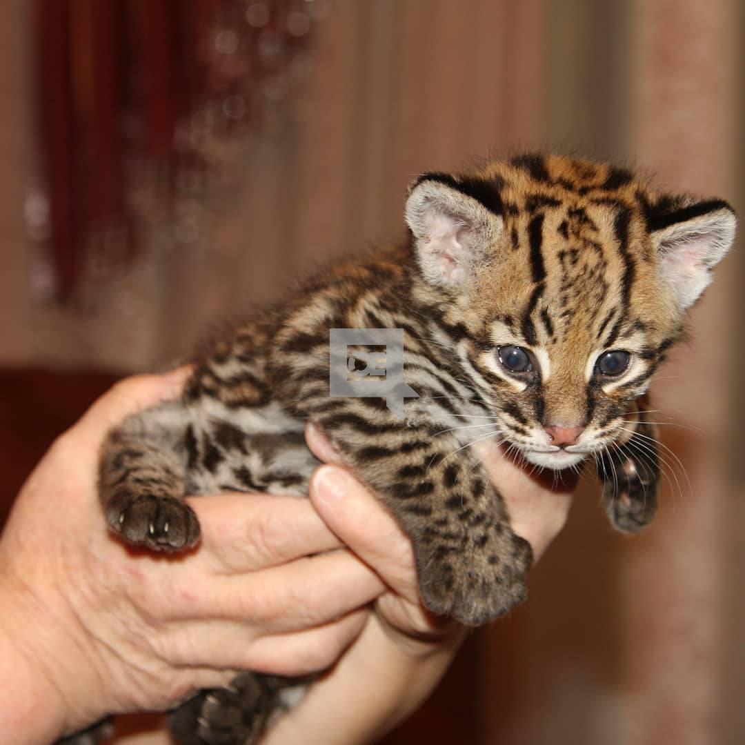 Ocelot Kittens WhatsApp: +27842597191