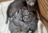Russian Blue Kittens: WhatsApp: +27842597191