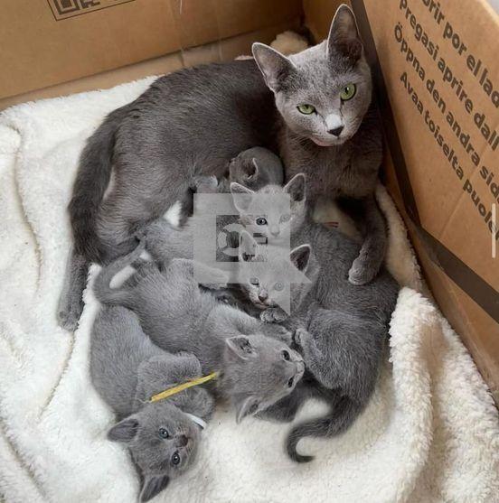 Russian Blue Kittens: WhatsApp: +27842597191