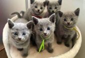 Russian Blue Kittens: WhatsApp: +27842597191
