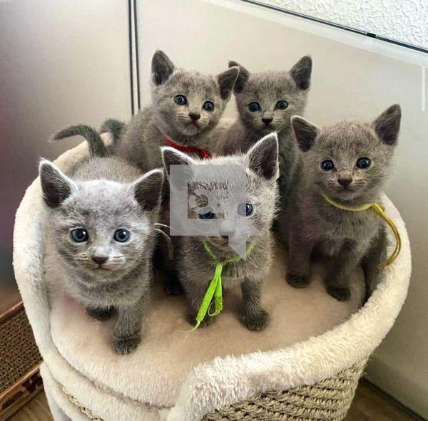 Russian Blue Kittens: WhatsApp: +27842597191