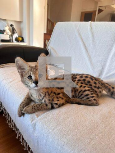 African Serval Kittens WhatsApp: +27842597191