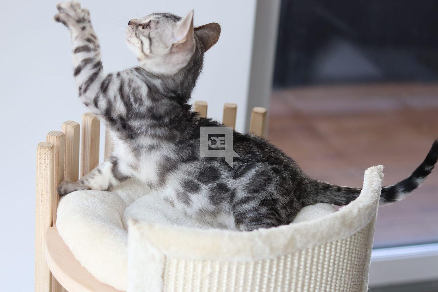 Snow/Silver/Charcoal/Brown Bengal Kittens: WhatsApp: +27842597191