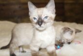 Snow/Silver/Charcoal/Brown Bengal Kittens: WhatsApp: +27842597191