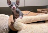 Sphynx Kittens +27842597191