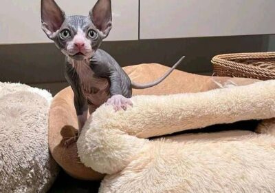 sphynx1-1