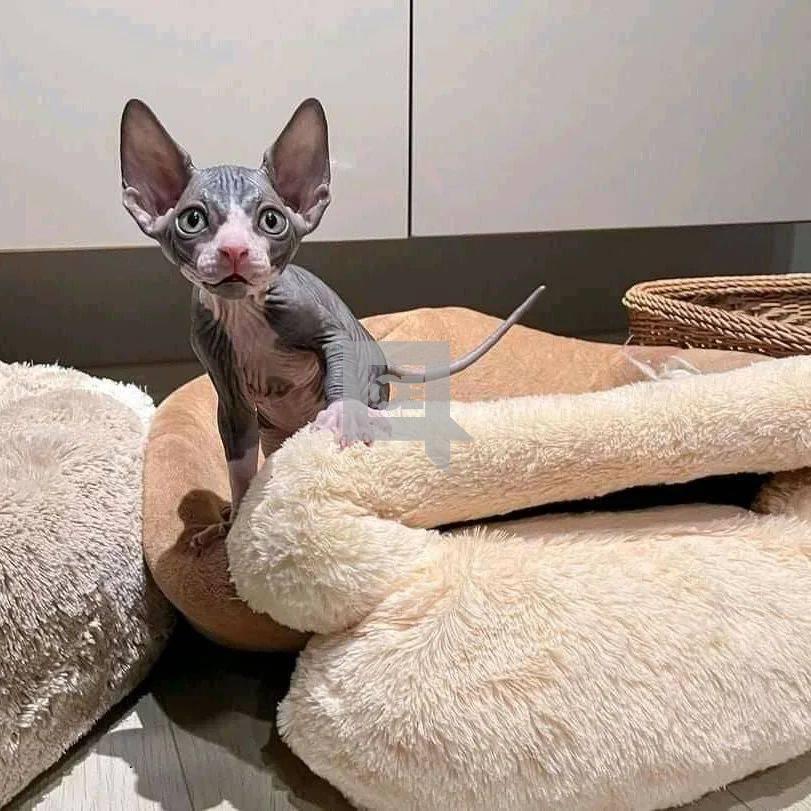 Sphynx Kittens +27842597191