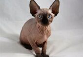 Sphynx Kittens +27842597191