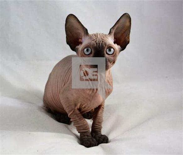 Sphynx Kittens +27842597191