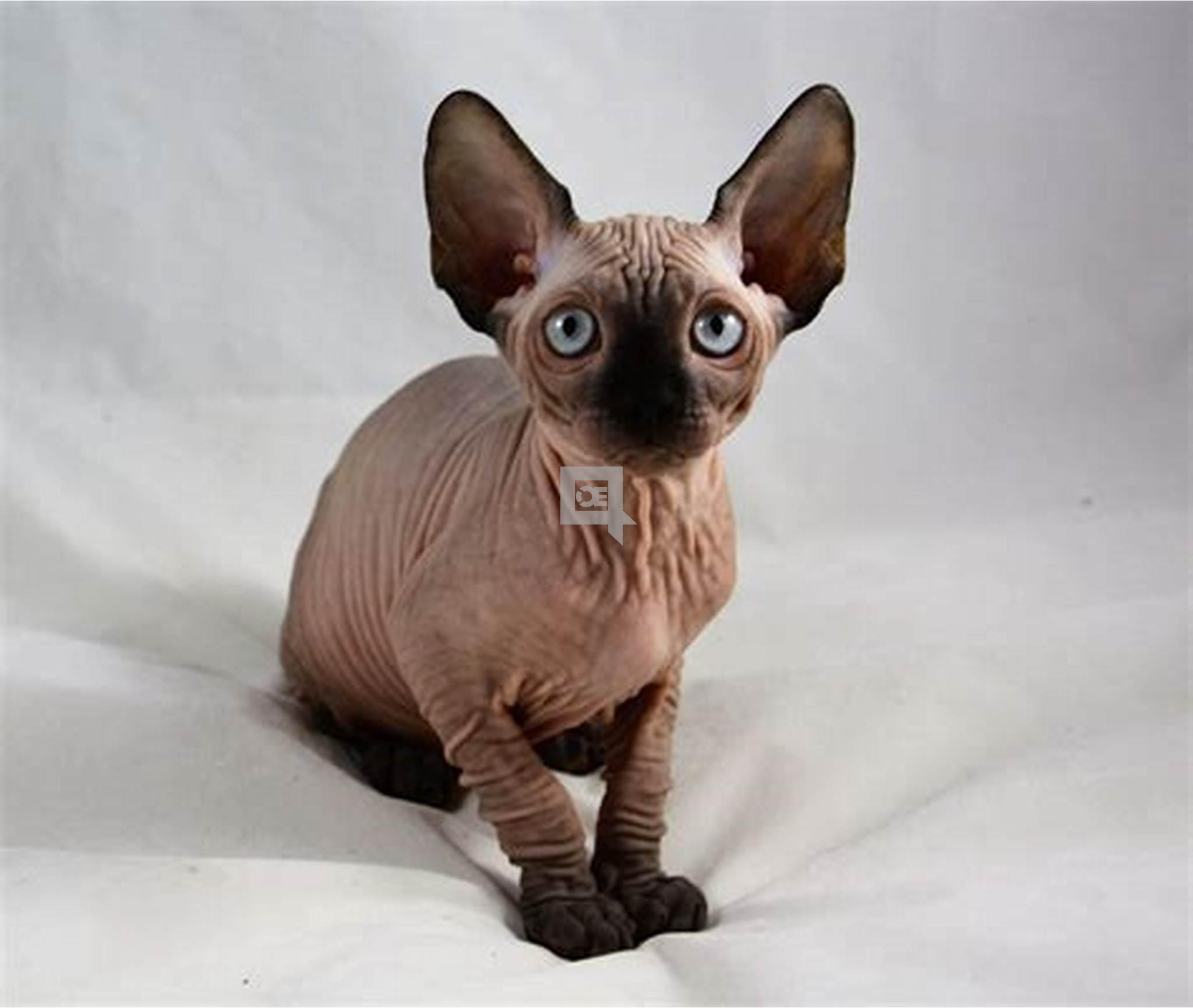 Sphynx Kittens +27842597191